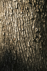 corteccia