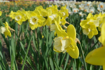 Obraz premium Yellow daffodil flowers in a field in Holland during the summer