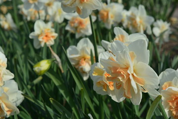 Fototapeta premium White daffodil flowers in a field in Holland