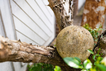 big stone in tree, as garden decoration 