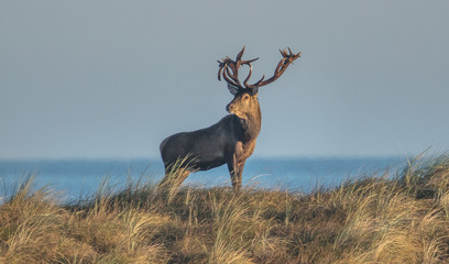 Obraz premium hirsch am meer