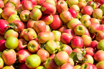 Texture background of fresh Jonagold or Elstar apples. Image of fruit product big red apples