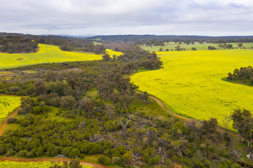 Bushland and Canola Fields in Toodyay, Western Australia