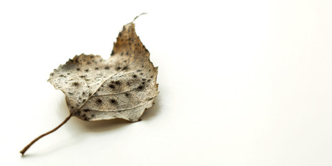 Dry birch leaf on a white surface, selective focus, macro photo.