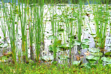 Grass in the pond background