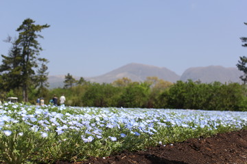 花畑と山