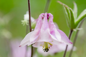 Aquilegia pink flower close up