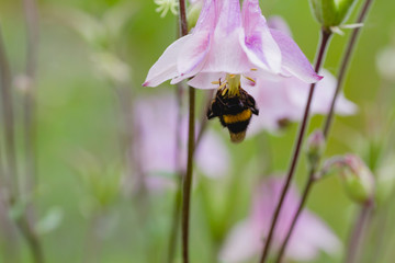 Bumblebee on aquilegia flower close up