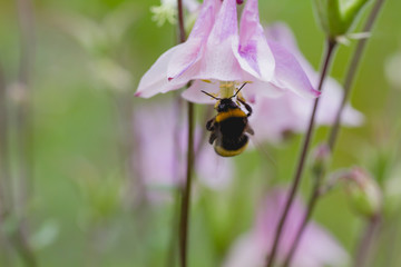 Aquilegia flower with bumblebee close up