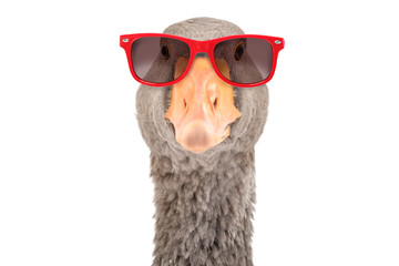 Portrait of a funny goose in sunglasses, isolated on white background