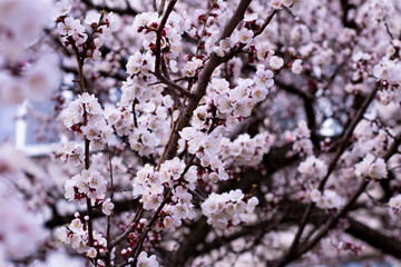 cherry blossom in spring