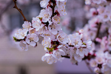 blossom in spring