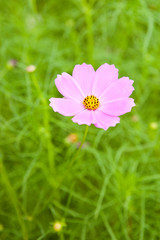 Obraz premium Cosmos on the field.