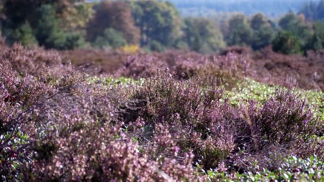 Dutch Moor Field Slowly Moves In A Gentle Breeze Looping Video Backdrop