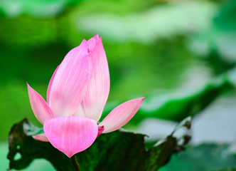 Obraz premium Pink lotus and green lotus leaf Is a flower used in Buddhist rituals.