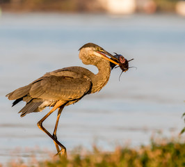 great blue heron with fish in its beak 