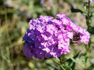 Gros plan sur fleur de phlox paniculé ou phlox des jardins (Phlox paniculata)