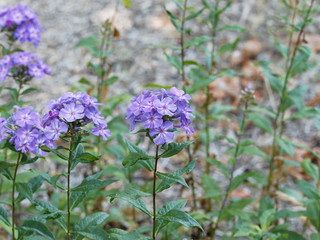 Phlox paniculata - Phlox paniculé ou phlox des jardins 'Blue paradise', aux grappes de fleurs...