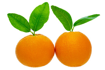 Two oranges with leaves isolated on white background.