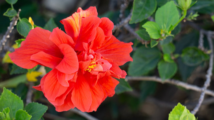 red flower in garden