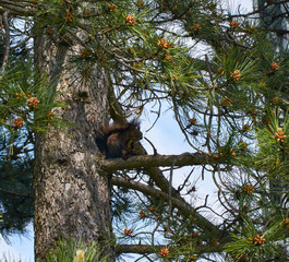 Squirrel on a coniferous tree branch captured in a moment of eating