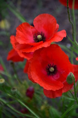 red poppy flowers