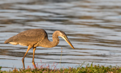 great blue heron at presque isle lake Erie Pennsylvania 