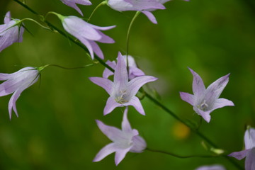 pink flowers
