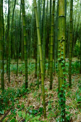 さまざまな竹