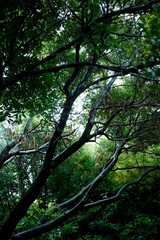 Fototapeta premium ニッキの木 枝をかじると味がする