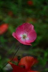 Naklejka premium pink flower