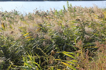  Bulrush grows on the lake. Autumn.