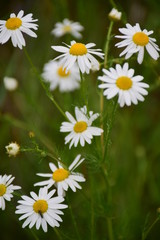 white daisy flowers