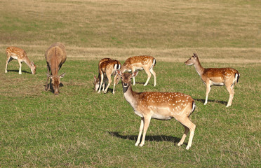 Naklejka na ściany i meble fallow deer herd grazing on a pasture