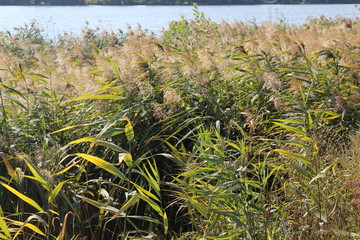  Bulrush grows on the lake. Autumn.