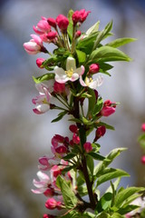 white and pink flowers