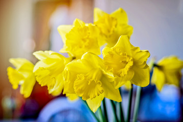Daffodil close up