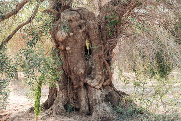 Olive trees sick of xylella in Salento, south Apulia, Italy