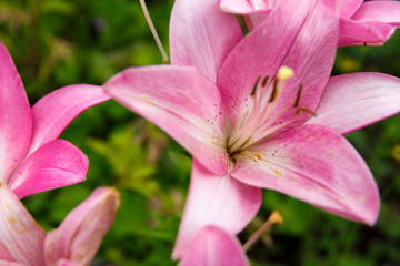 pink lily flower blooms in the garden