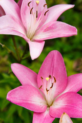 Fototapeta na wymiar pink lily flower blooms in the garden