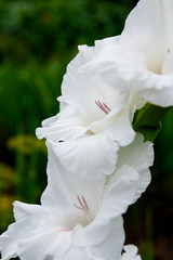 white gladiolus close up in the garden