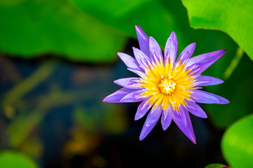 Purple lotus that grows in the pond look beautiful In the morning  