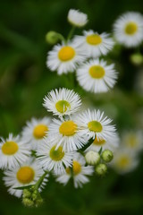 white daisy flowers