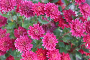  Bush aster blooms on flower beds in gardens in the fall