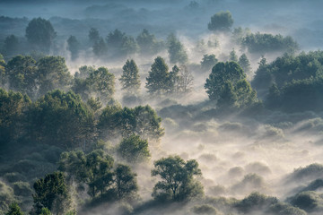 Steam and fog in the forest at sunrise