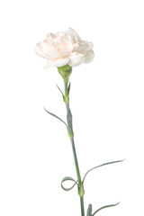 Naklejka na ściany i meble Beautiful carnation flower on white background