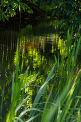 Obraz premium Green reflections in a river