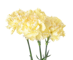 Beautiful carnation flowers on white background