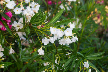 Close up white oleander or Nerium flowers blossoming on tree. Beautiful colorful floral background
