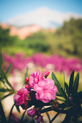 Close up view pink oleander or Nerium flowers blossoming on tree. Beautiful colorful floral background